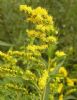 Golden Rod Extract